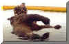 BEAR 4.jpg (22475 bytes)