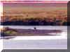 Bald_as_an_Eagle.jpg (240094 bytes)