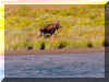 Moose.jpg (134976 bytes)