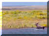 Mossberg_Runner.jpg (127322 bytes)