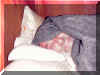 Sleepy.jpg (116170 bytes)