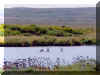 Swimmers.jpg (117601 bytes)